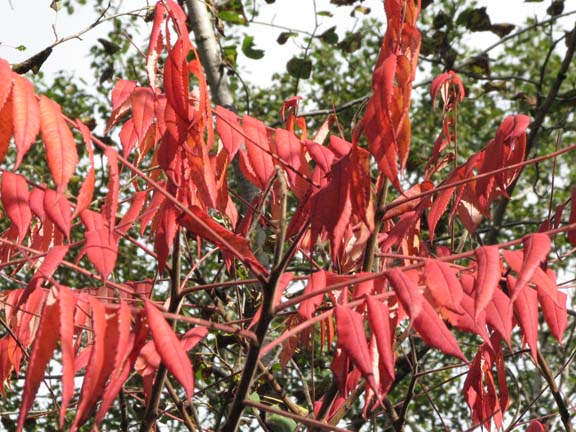 Sumac fire